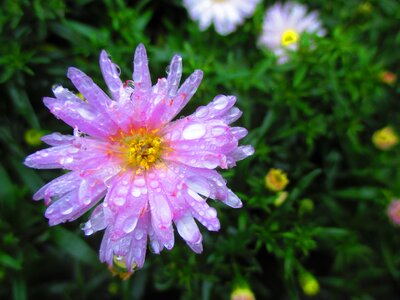 Aster autumn raindrop photo