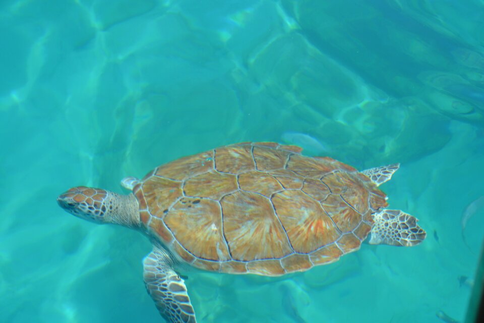 Turtle barbados sun