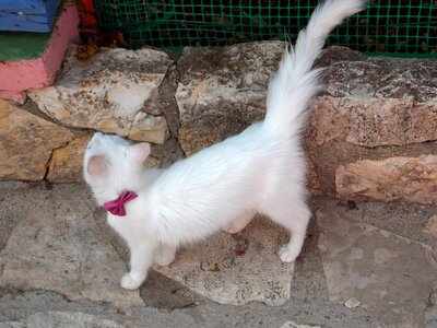 Pet animal feline