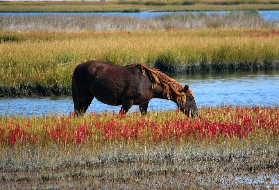 Swamp wildlife pony