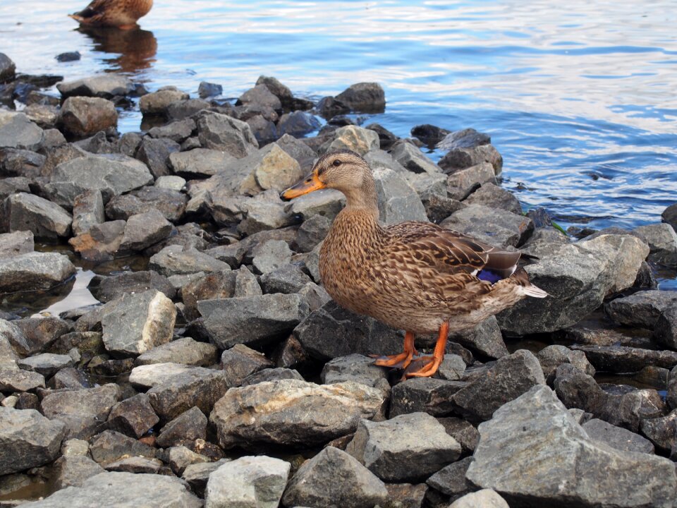 Duck water stones
