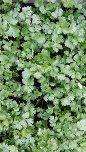 Background green cooking