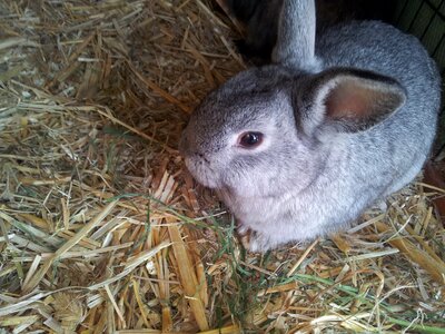 Dwarf bunny pet cute photo