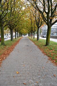 Walk autumn leaves leaf