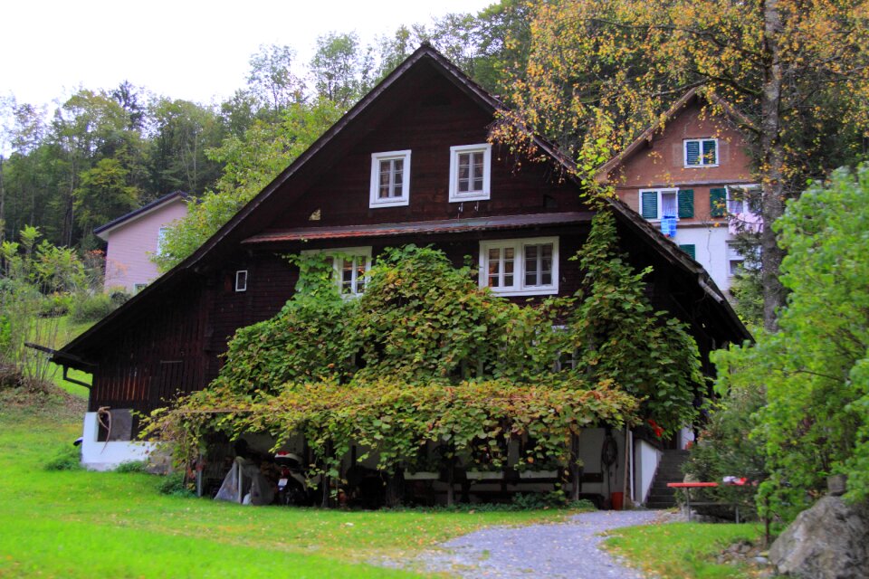 Switzerland ivy brown