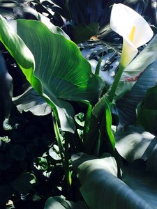 South africa spring plant