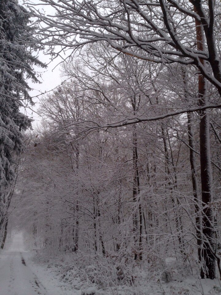 Trees white wintry photo