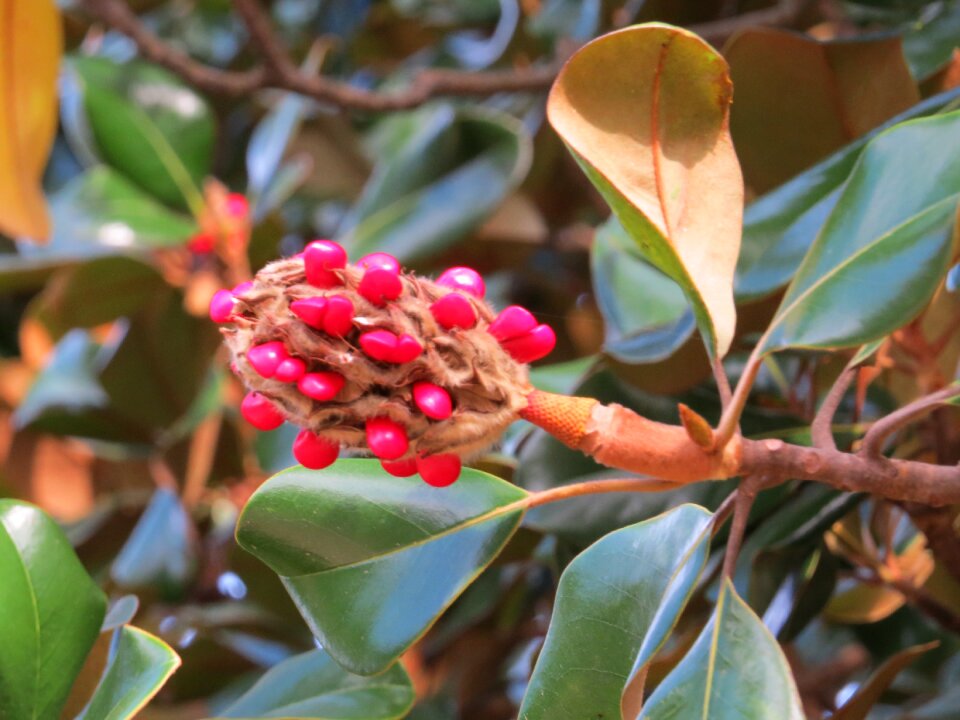 Plant outdoors green