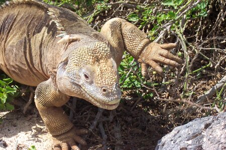 Exotic nature animals
