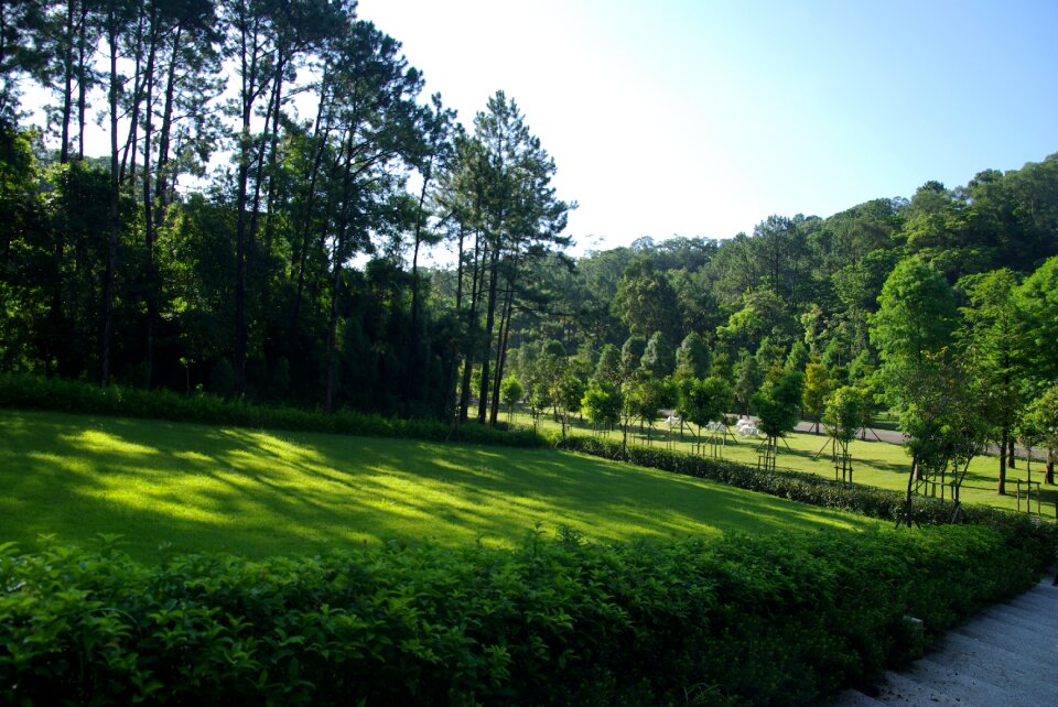 Nature landscape woodland