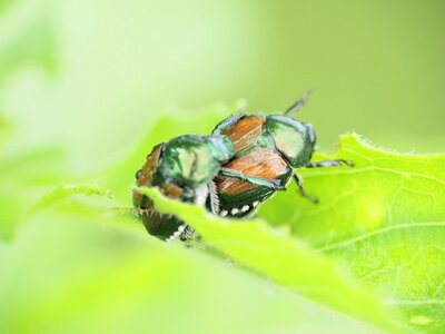 Bug green leaves photo