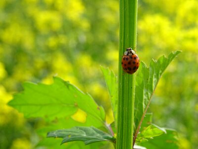 Nature beetle mustard