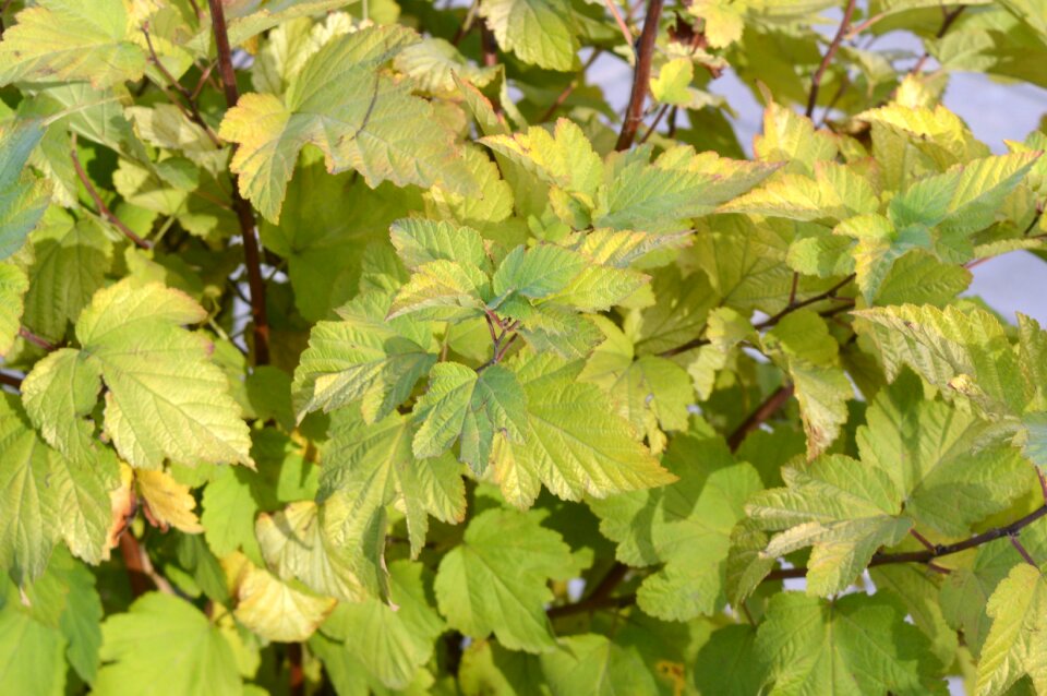 Yellow bush greens