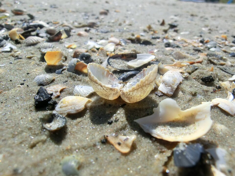 Shells sand beach summer