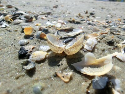 Shells sand beach summer photo
