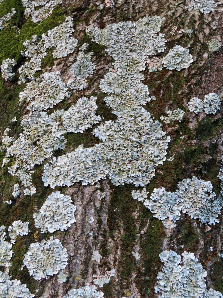 Wood natural trunk