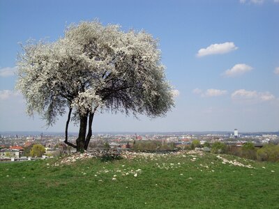 Spring white beauty
