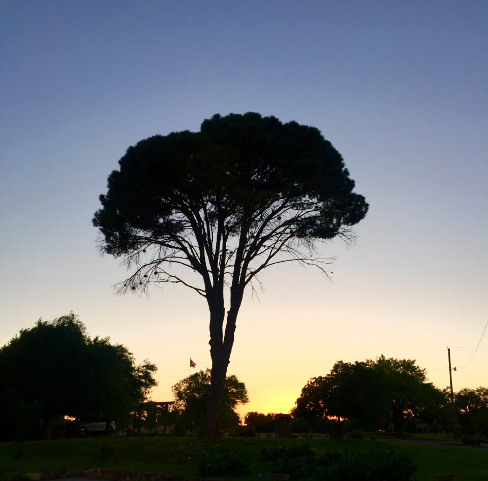 Tree green grass