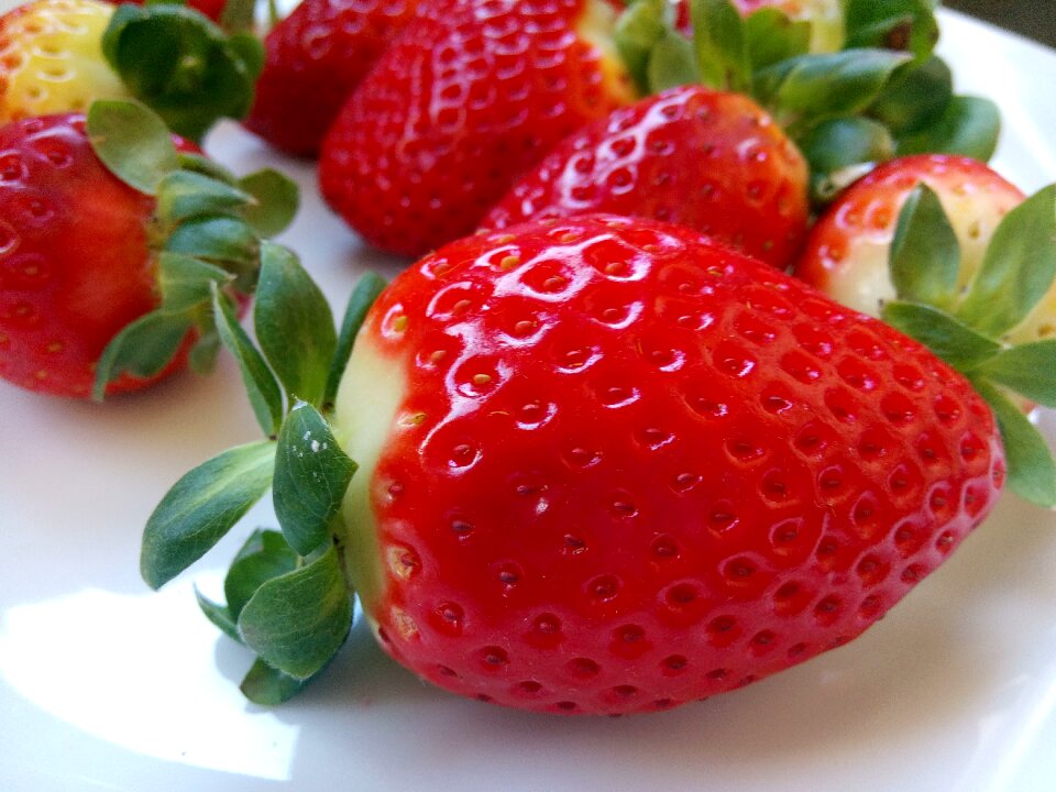 Fresh strawberries orchard garden