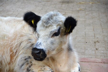 Animal lying cute