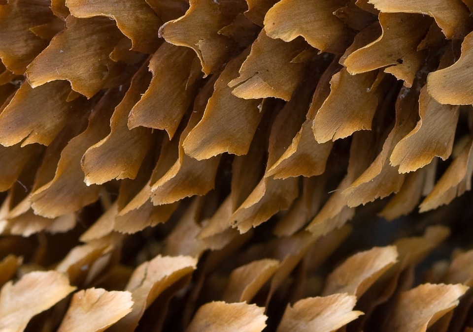 Brown macro natural