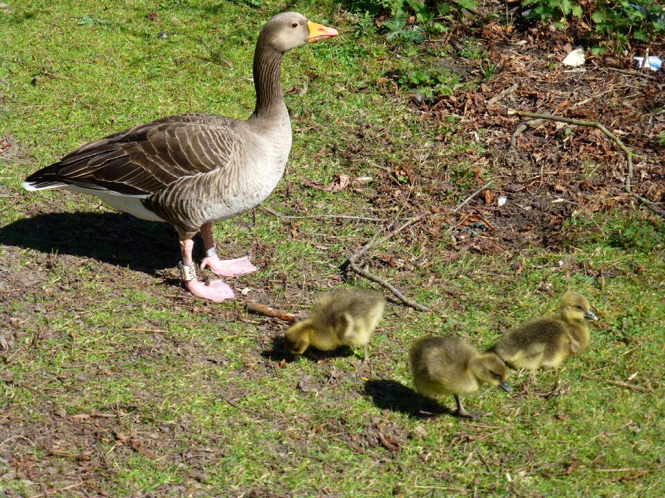 Greylag duck nature