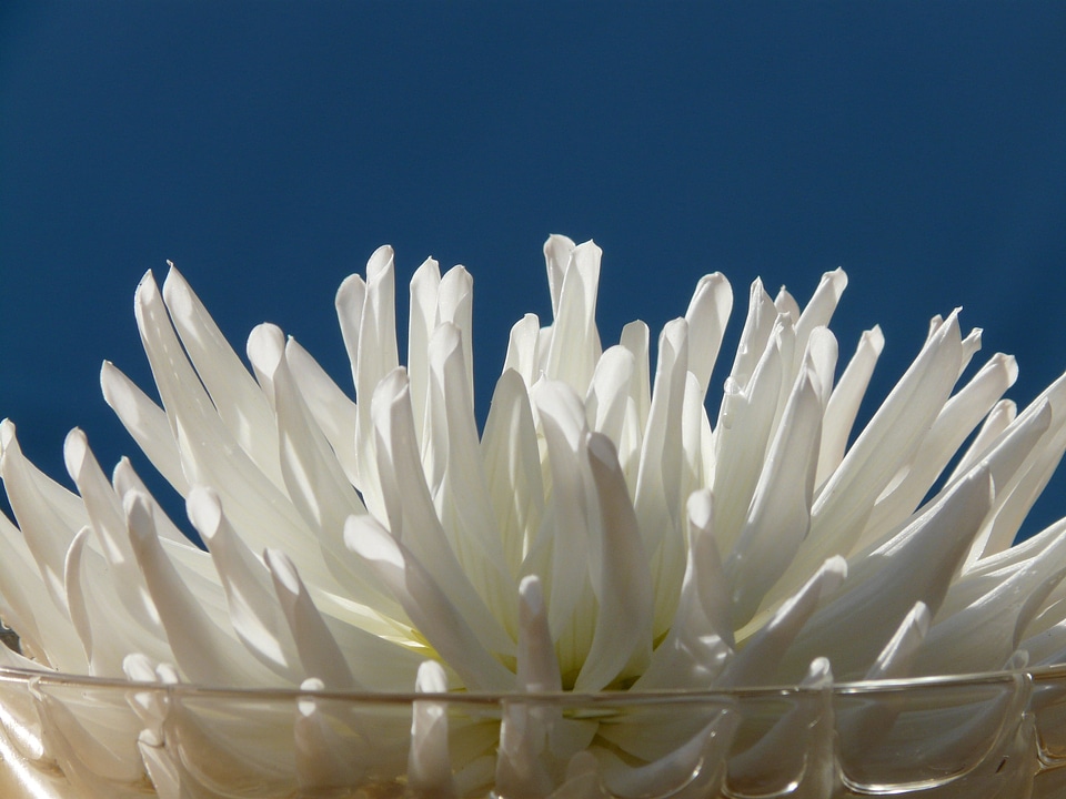 Flower blossom bloom