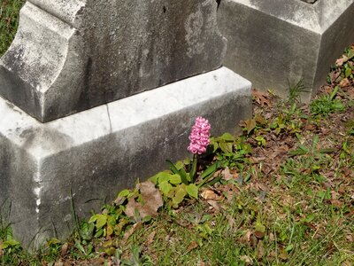 Graveyard gravestone grave