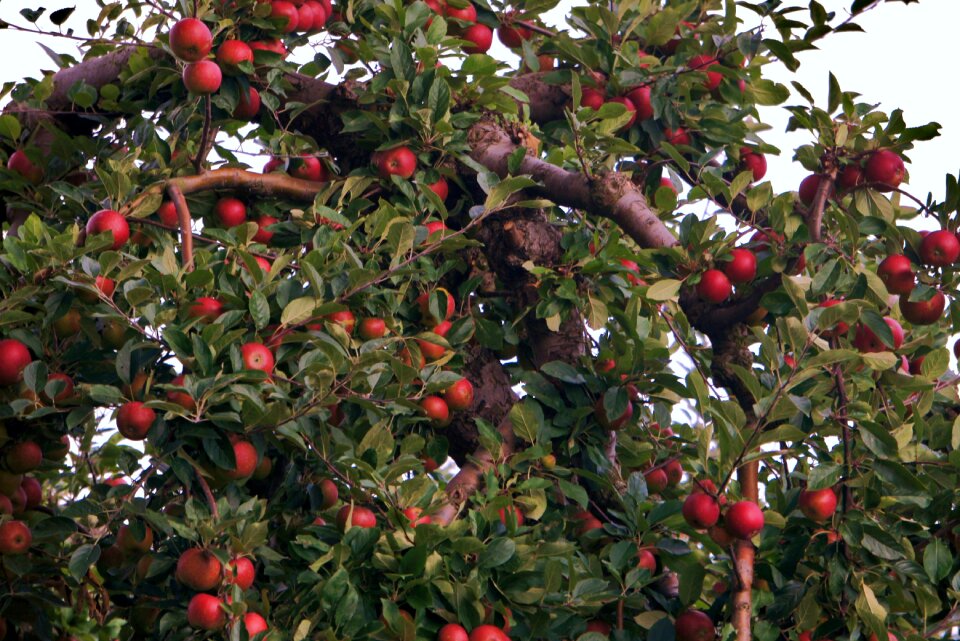 Red ripe healthy
