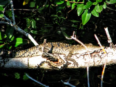 The national park crocodile summer photo