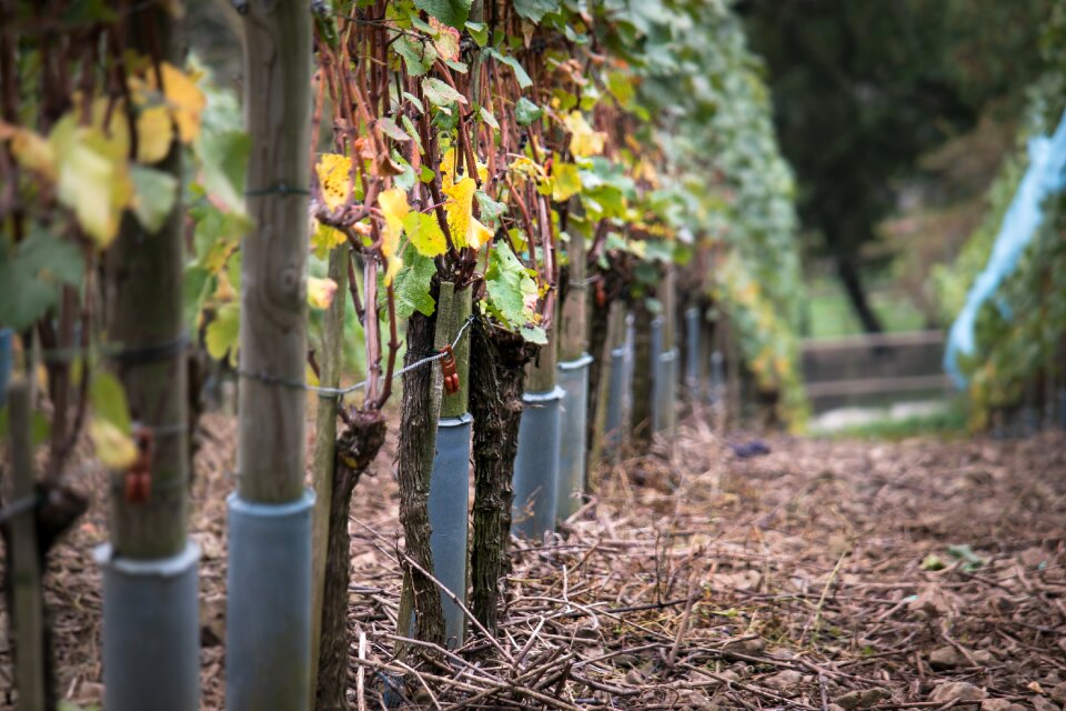 Yellow wine vine leaves