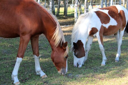 Foal blaze stallion