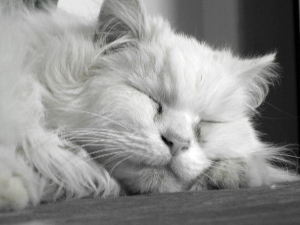 Domestic cat face mieze