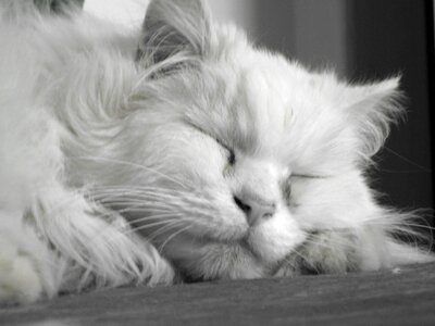 Domestic cat face mieze