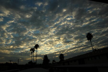 Palm tree cloud photo