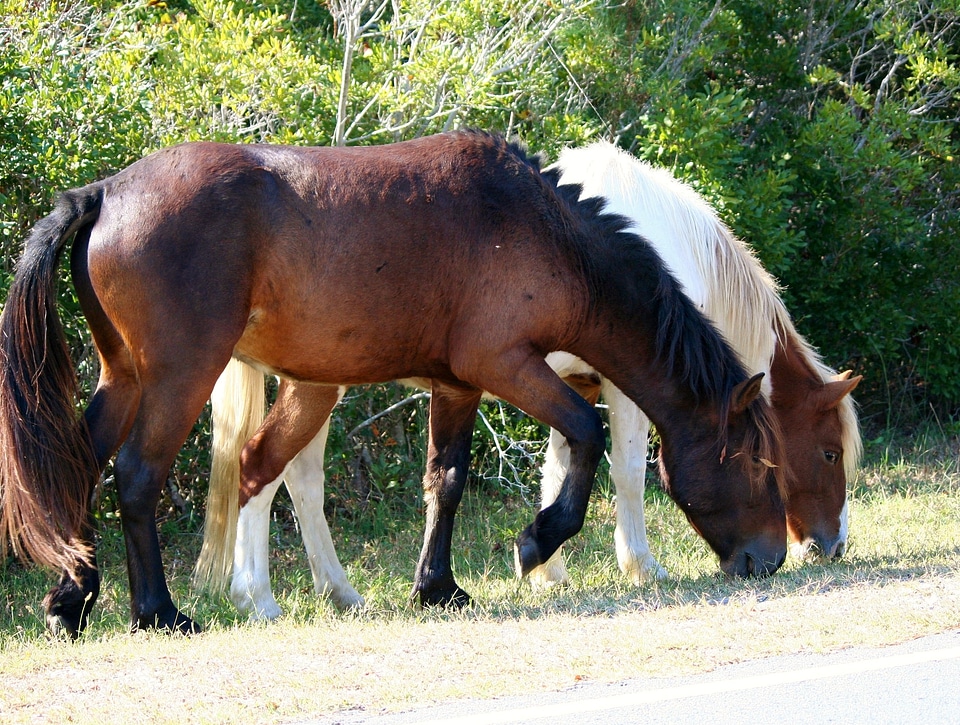 Assateague chincoteague marsh