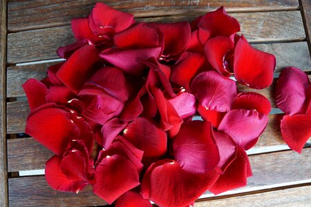 Red petals art