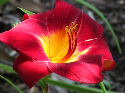 Stamen pansy outdoors photo