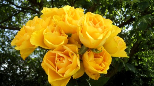 Bouquet of roses rose bloom bouquet of flowers against green background