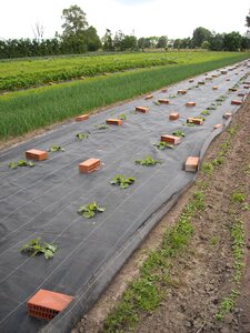 Agriculture field plants