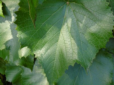 Leaf green garden