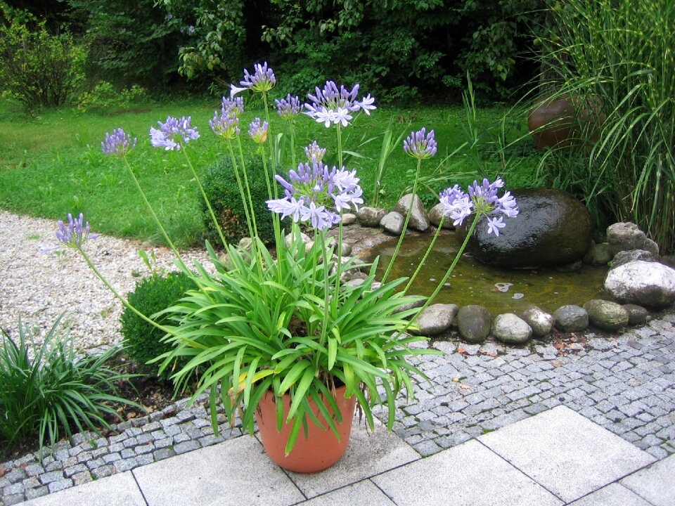 Garden water feature nature