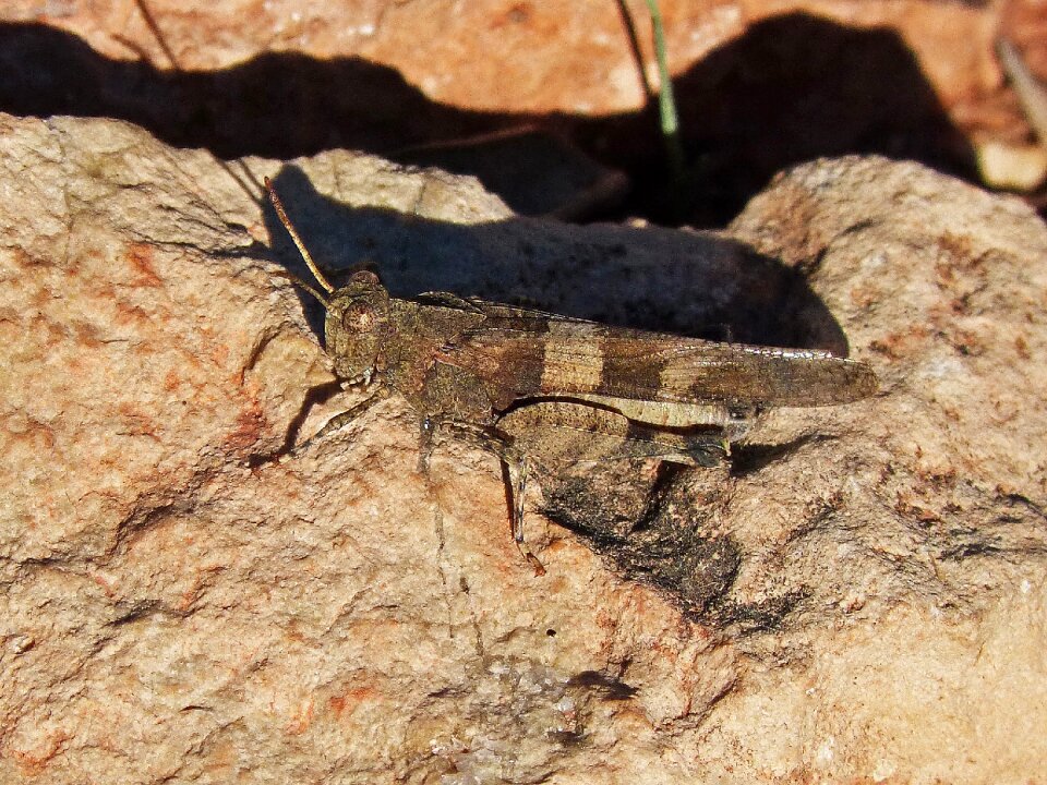 Stone arthropod insect