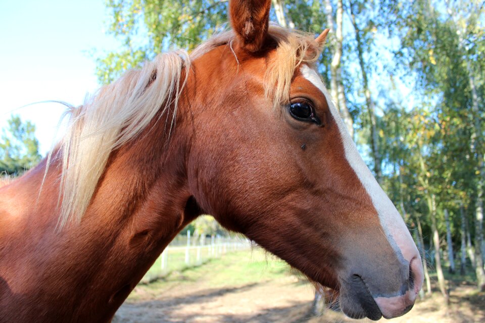 Foal blaze stallion