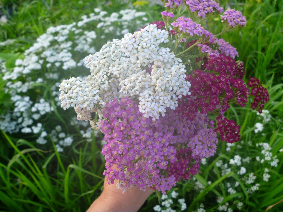 White red medicinal