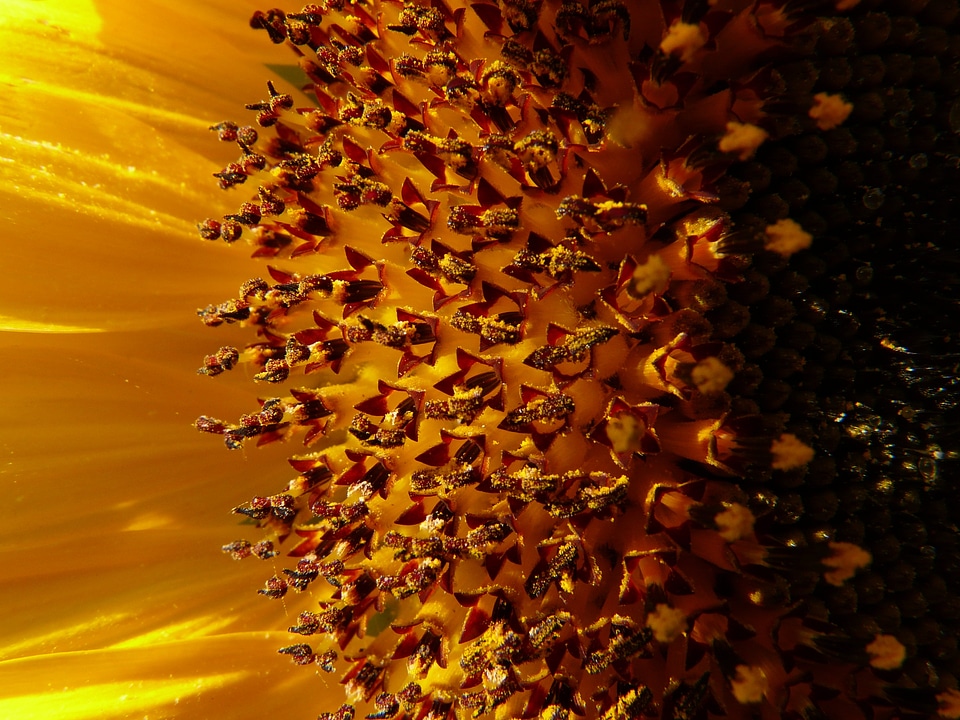 Tongue flower tubular flowers helianthus annuus