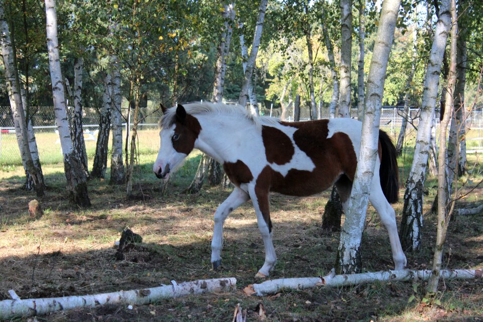 Foal blaze stallion