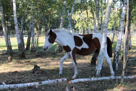 Foal blaze stallion