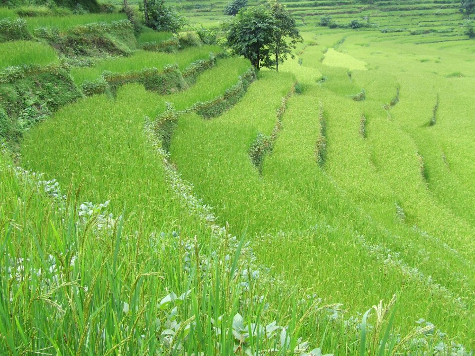 Grass green nature