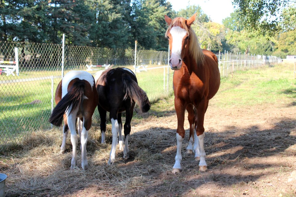 Foal blaze stallion